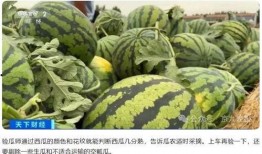 瓜老师,开启人生新篇章